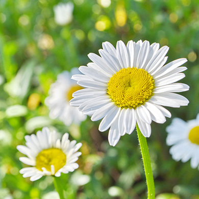 Blume